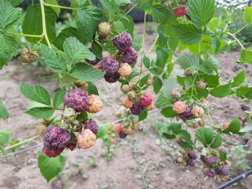  - Zmeur Glen Coe - Violet