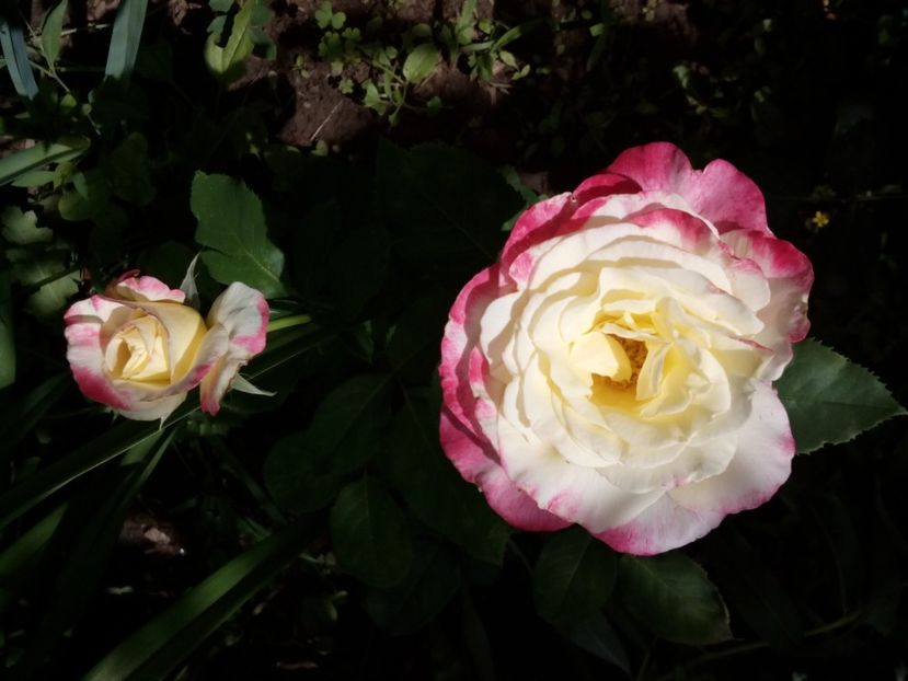  - Double Delight