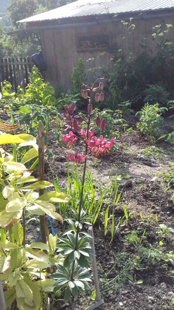 IMG-20180609-WA0053 - Crini asiatici si orientali 2018