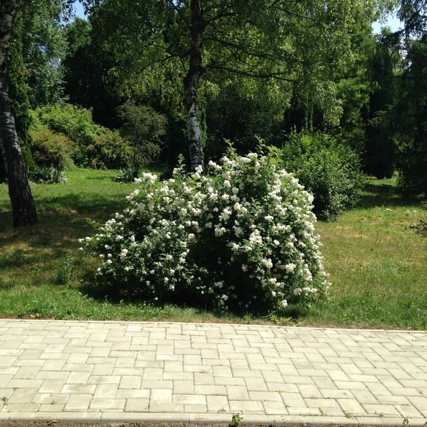  - Gradina Botanica Iasi