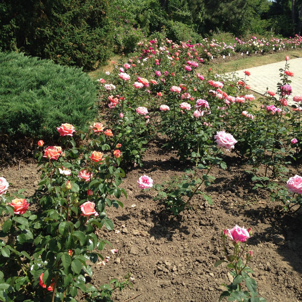  - Gradina Botanica Iasi