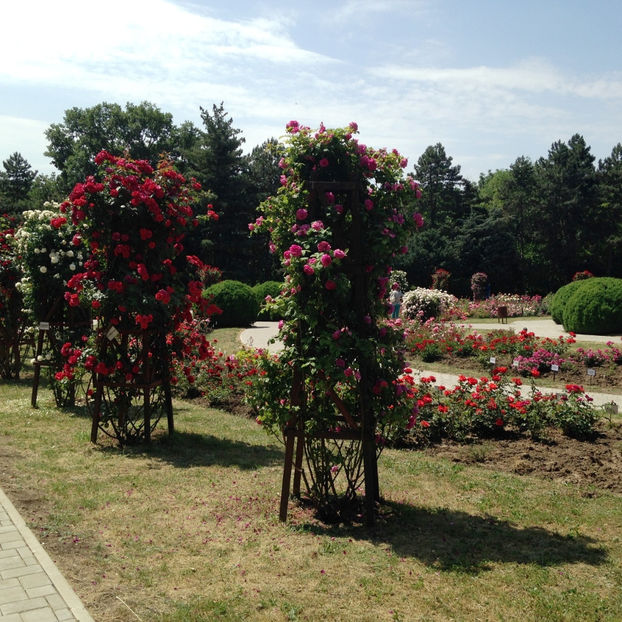  - Gradina Botanica Iasi