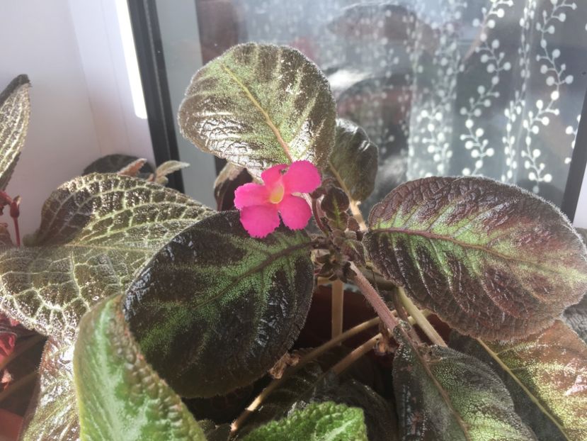  - Episcia