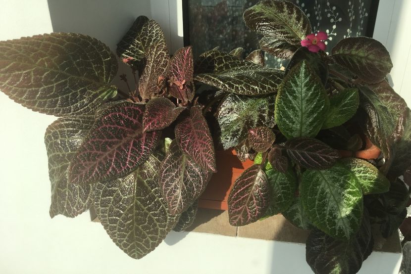  - Episcia