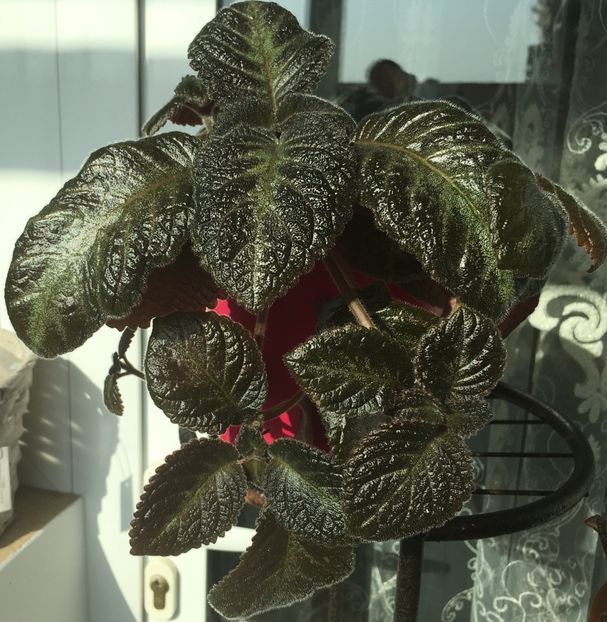 - Episcia