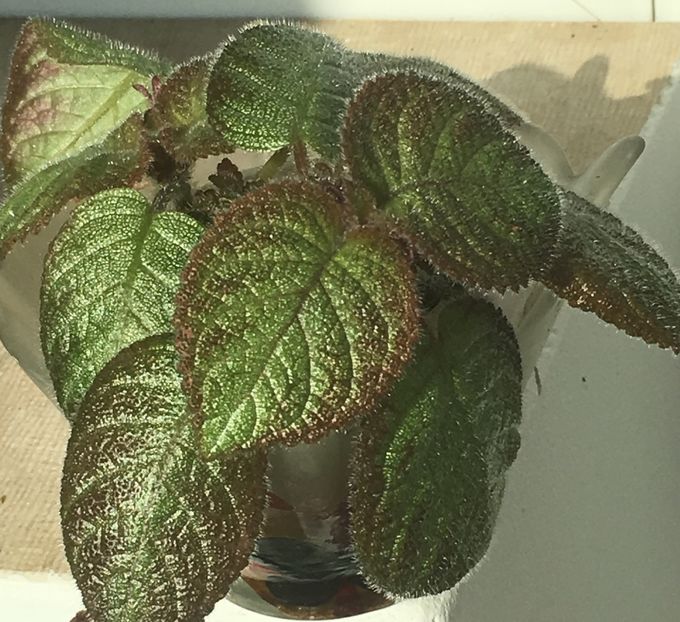  - Episcia