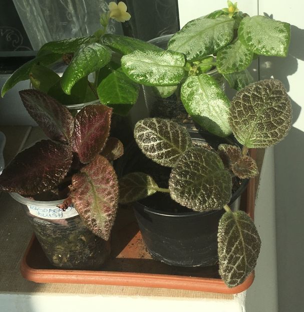  - Episcia