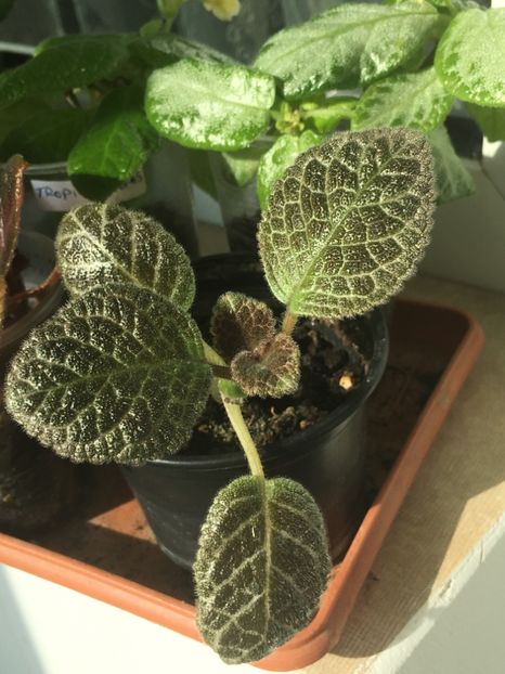  - Episcia
