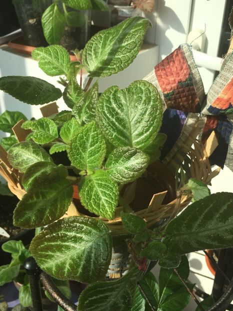  - Episcia