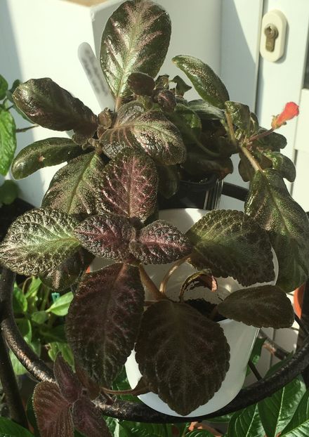  - Episcia