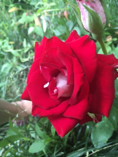 Allianz - Trandafiri 2018 ll