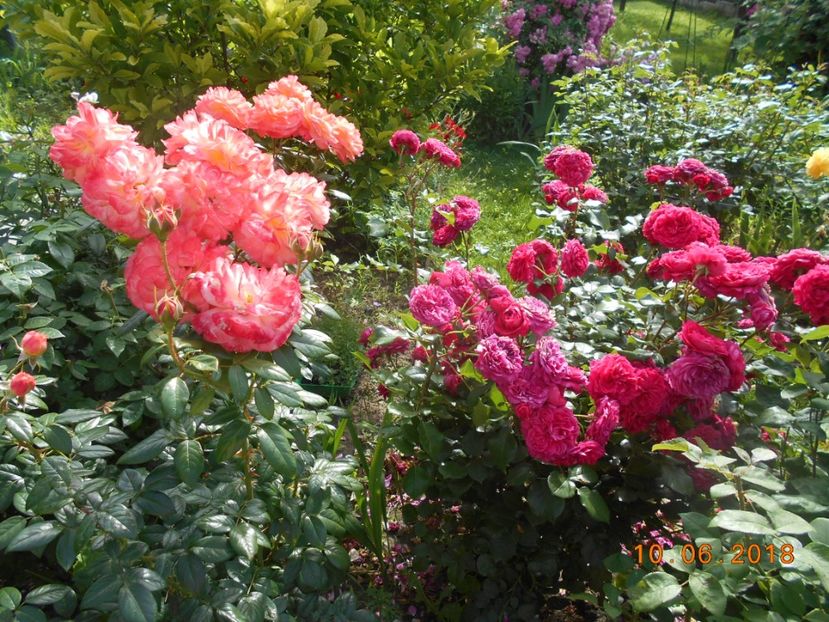 Qeen of Heart si Red Leonardo - 3Trandafiri 2018