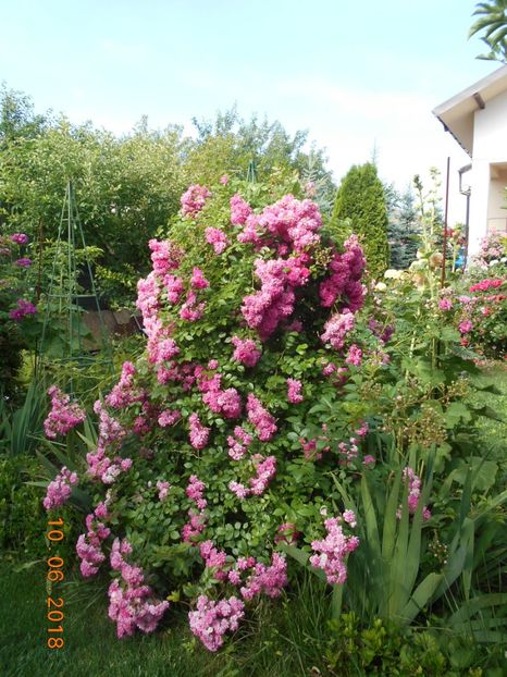 Super Dorothy - 3Trandafiri 2018