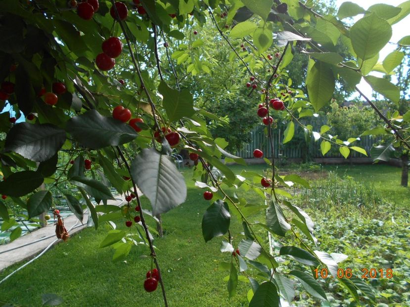  - 3Gradina de legume 2018