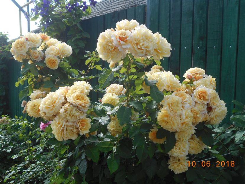 Caramella - 3Trandafiri 2018