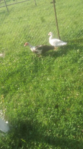  - 01 - Matca pentru 2018