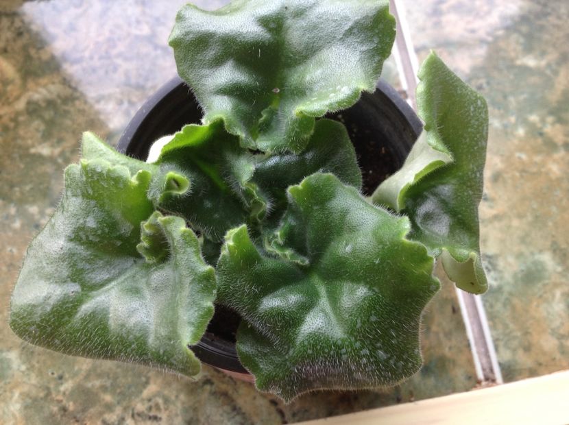  - LE Fuksijevoje Kruzevo sport