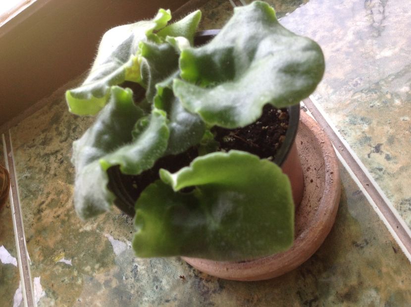  - LE Fuksijevoje Kruzevo sport