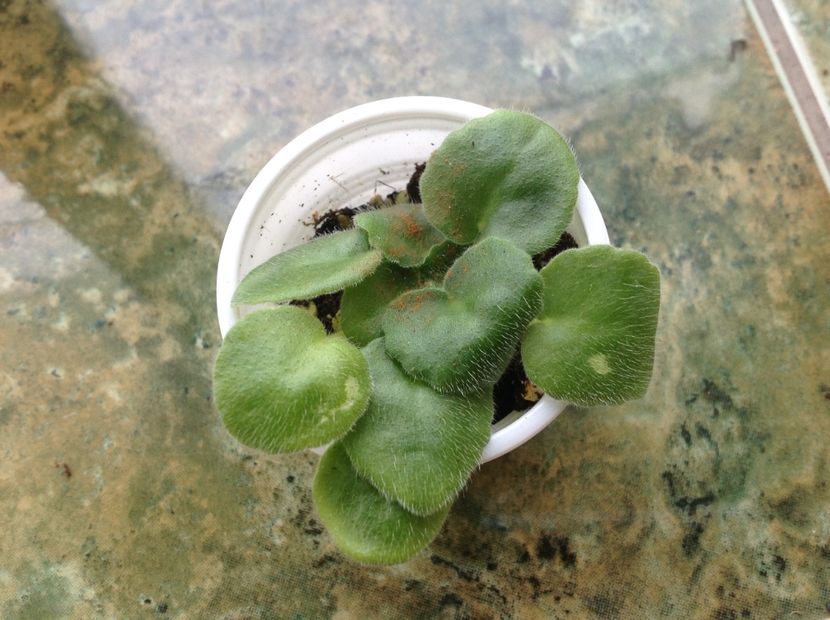  - Lion s Little Sweetheart