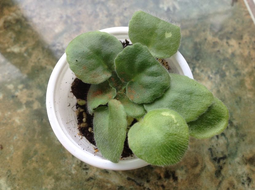  - Lion s Little Sweetheart