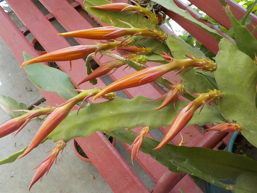  - Genul Epiphyllum