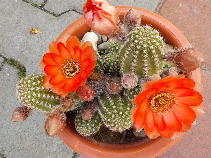  - Genul Rebutia