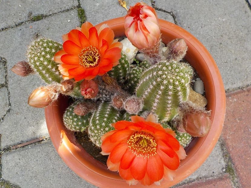  - Genul Rebutia