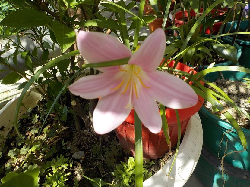  - zephiranthes