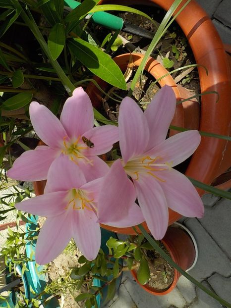  - zephiranthes