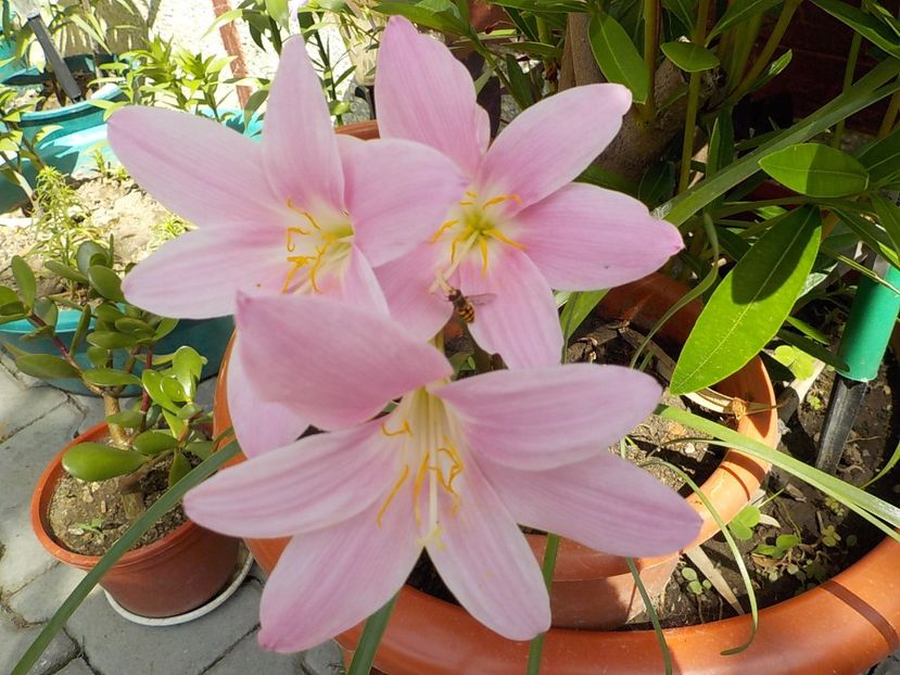  - zephiranthes