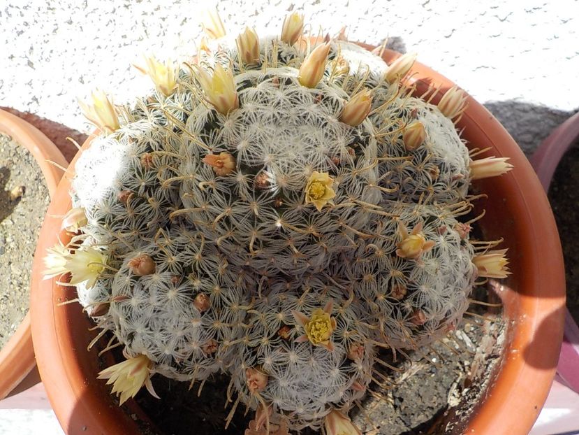 - mammillaria plumosa