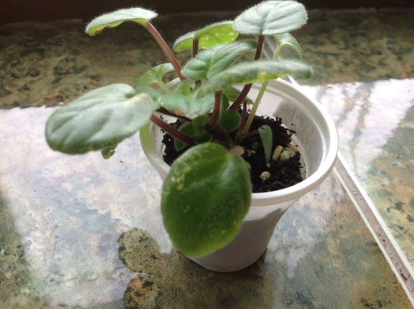  - Rob s Vanilla Trail