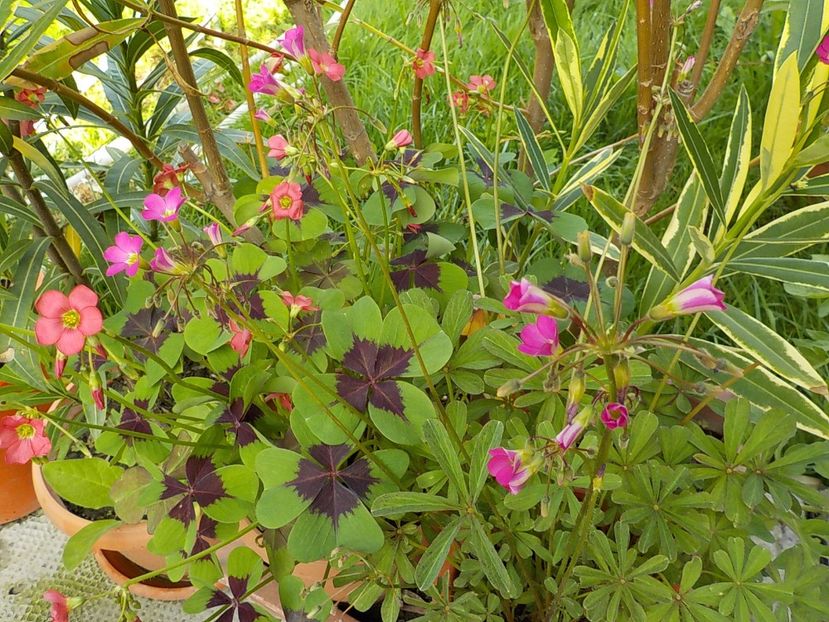  - oxalis