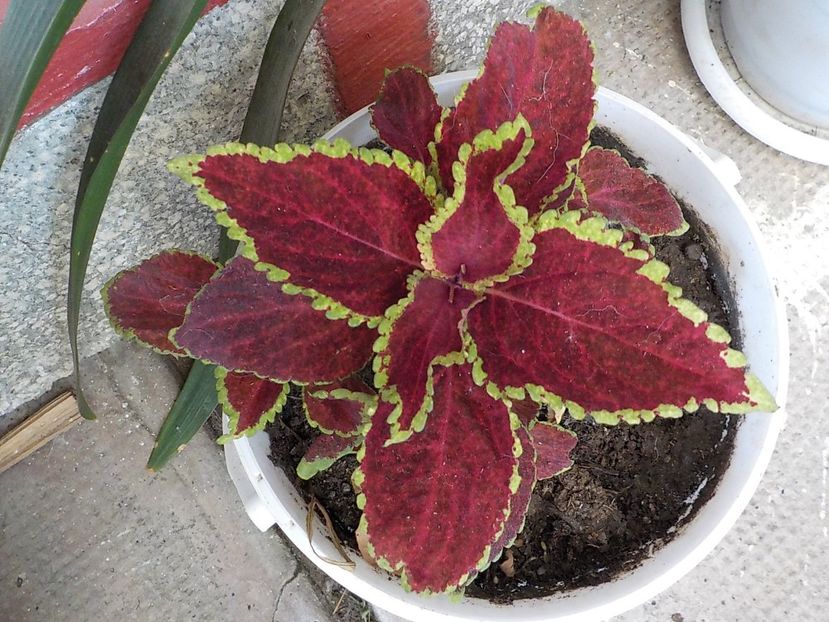  - coleus