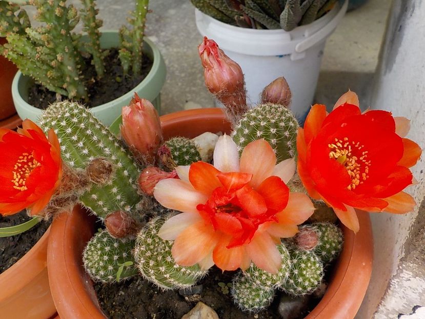  - Genul Rebutia