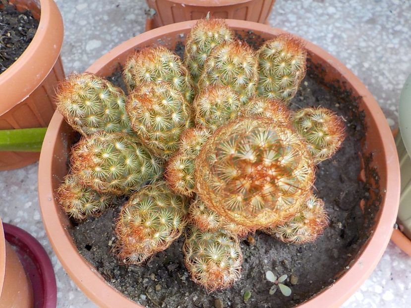  - mammillaria elongata