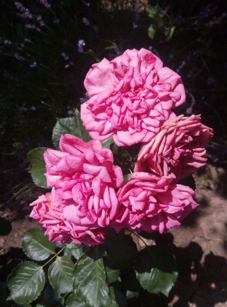 2018-10 iunie - Baronesse