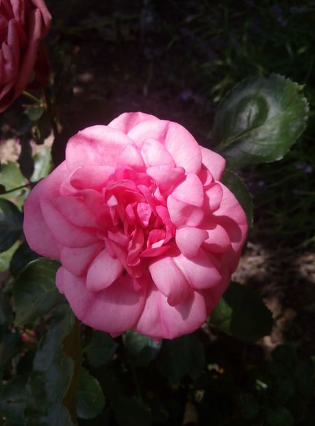 2018-10 iunie - Baronesse