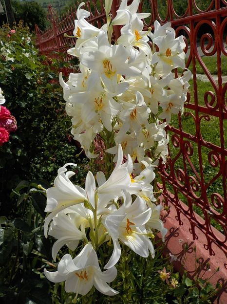  - lilium candidum