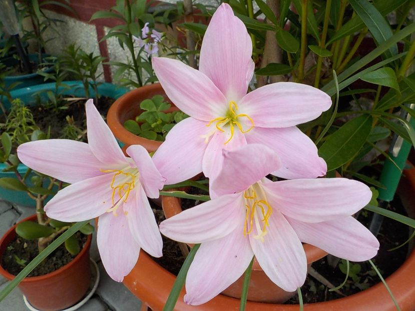  - zephiranthes