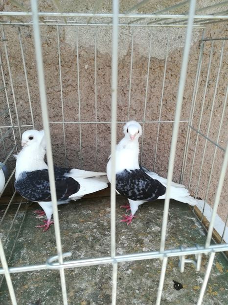  - Achiziti