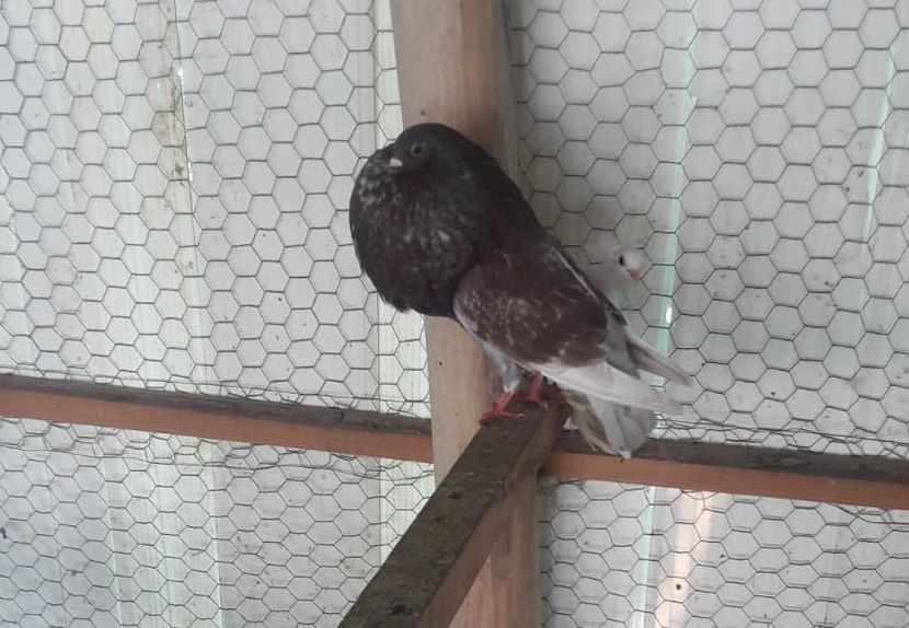 IMG-20180530-WA0034 - 13 Gaditanos