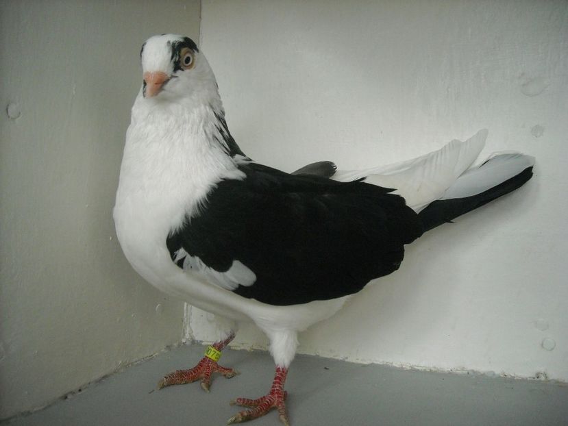  - PORUMBEI CARE MI AU APARTINUT