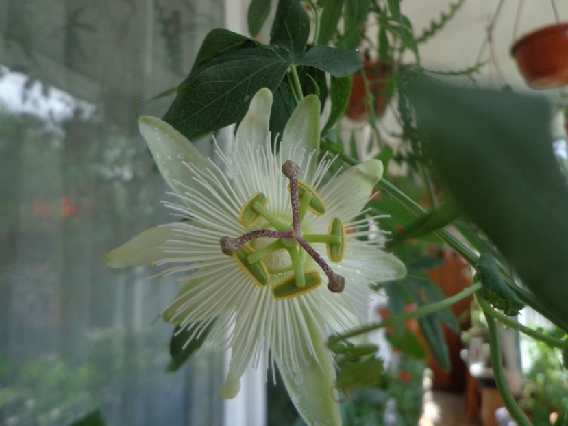 "Constance Elliott" - In glastra