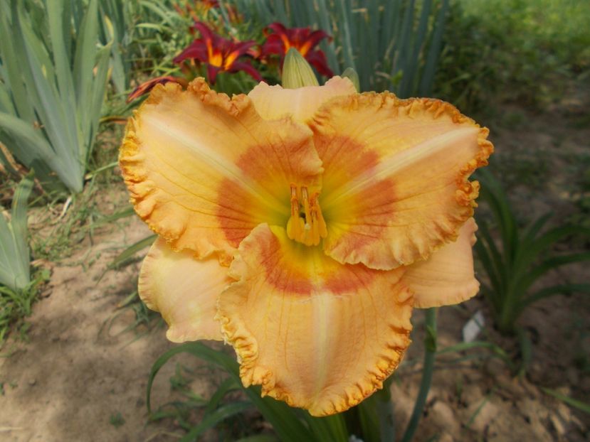 Wisest of Wizards - Hemerocallis 2018