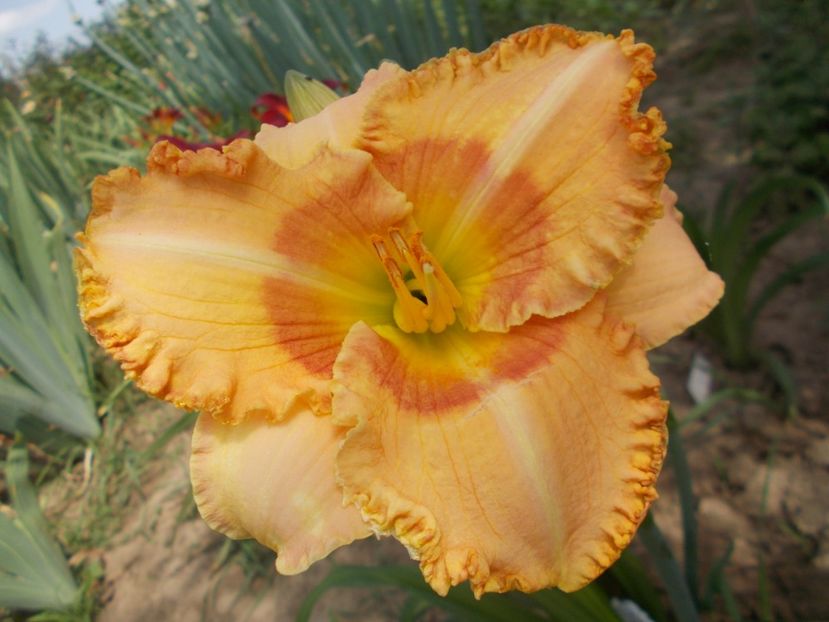 Wisest of Wizards - Hemerocallis 2018