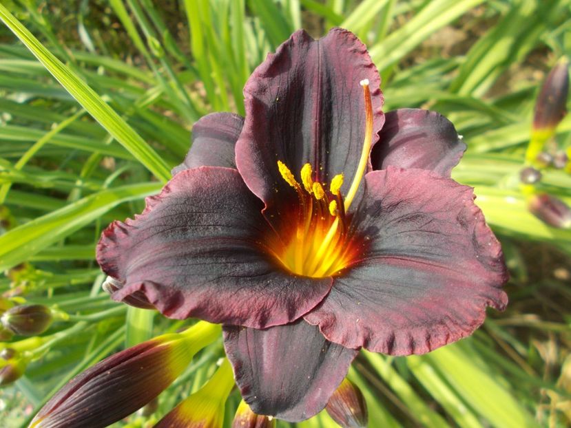 ???? - Hemerocallis 2018