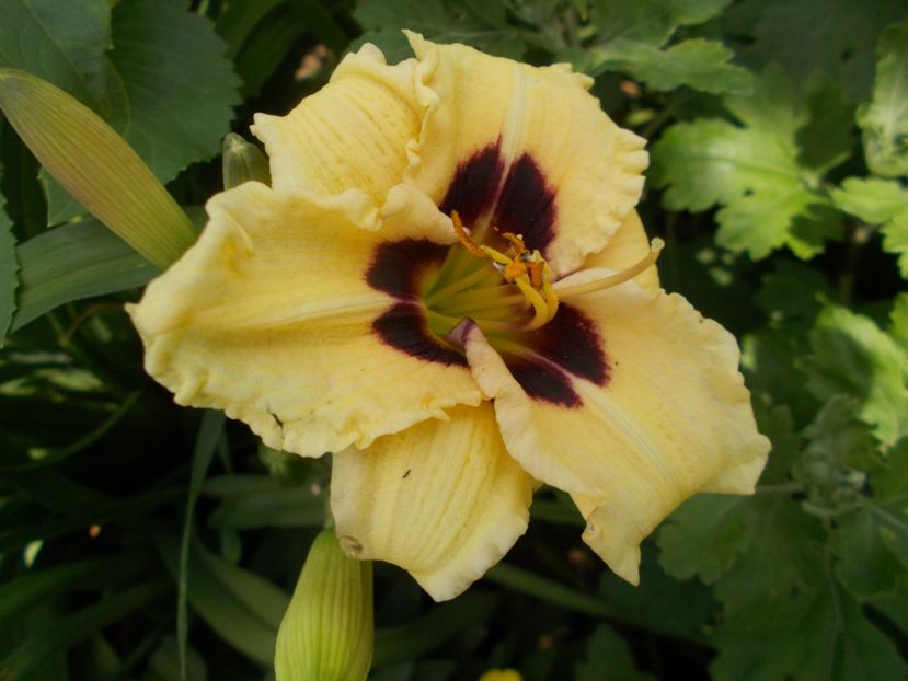 ELFIN ESCAPADE - Hemerocallis 2018