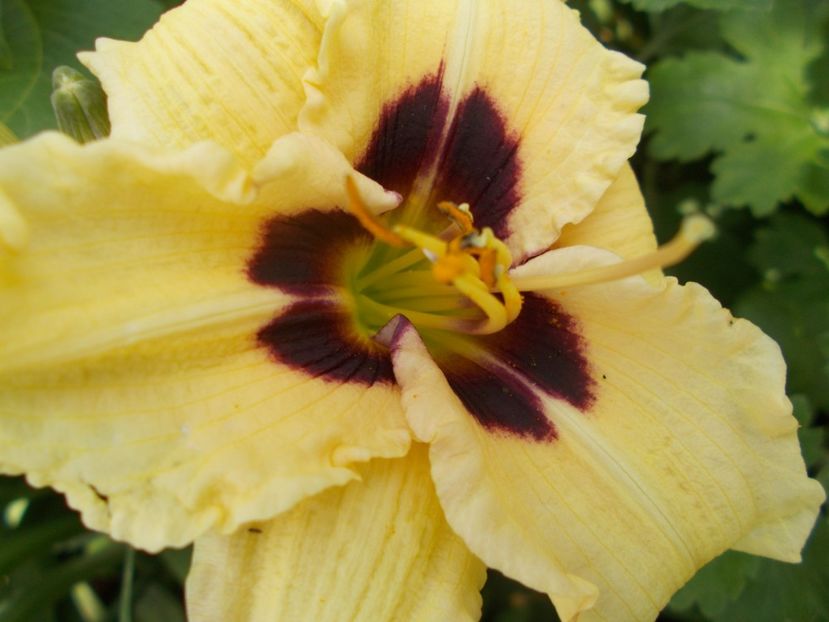 ELFIN ESCAPADE - Hemerocallis 2018