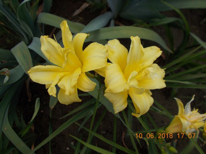 double river wye-10,7 - Hemerocallis 2018